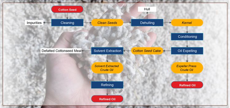 cotton seed oil manufacturing process 