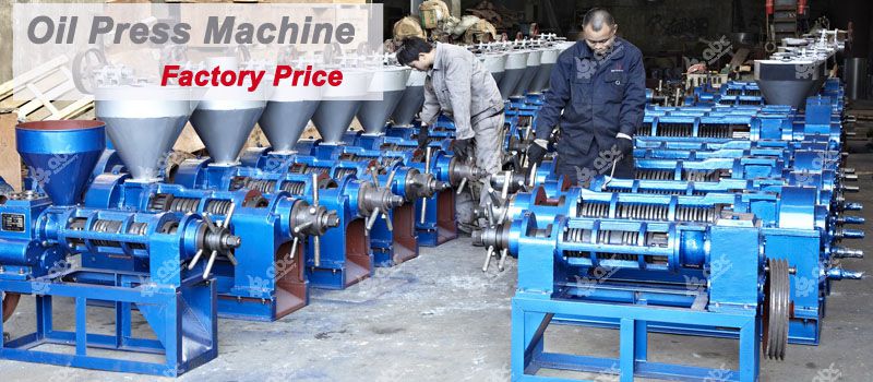 factory price moringa oil machine 