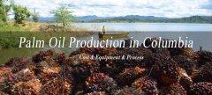 Coût de production d’huile de palme en Colombie Amérique Latine
