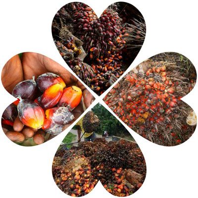 bruised palm fruits