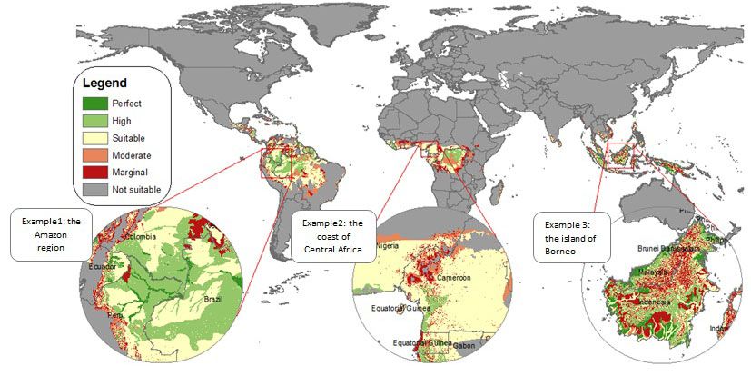 global palm oil production