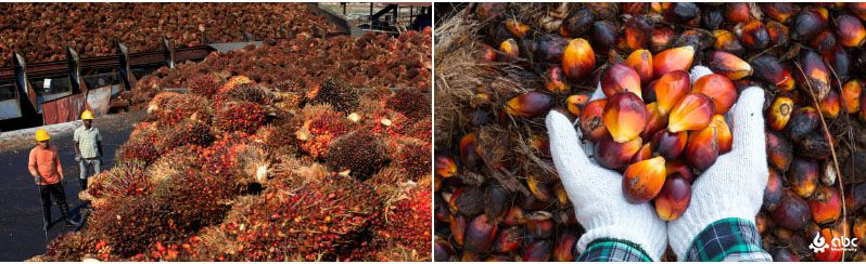 palm oil industry in India 