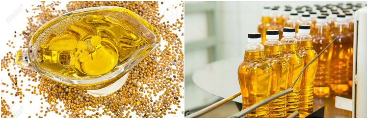 Graines de moutarde et huile de moutarde produite